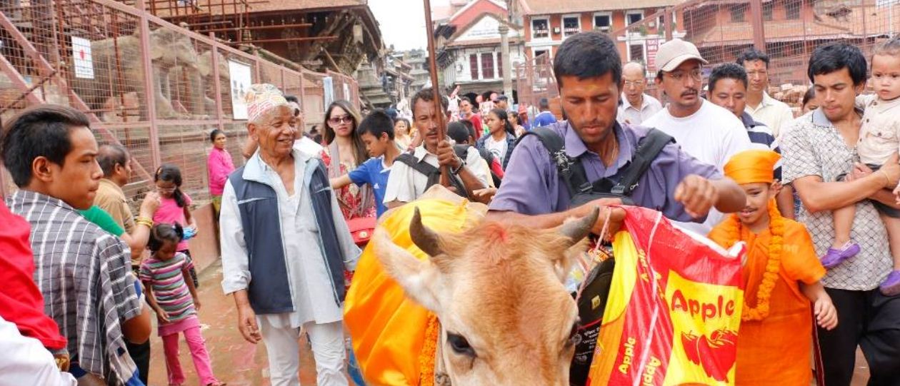 जनैपूर्णिमा र गाईजात्रा पर्व औपचारिकतामा 